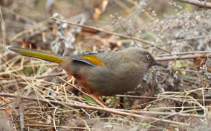 洋县两天观鸟，秦岭如此美妙！