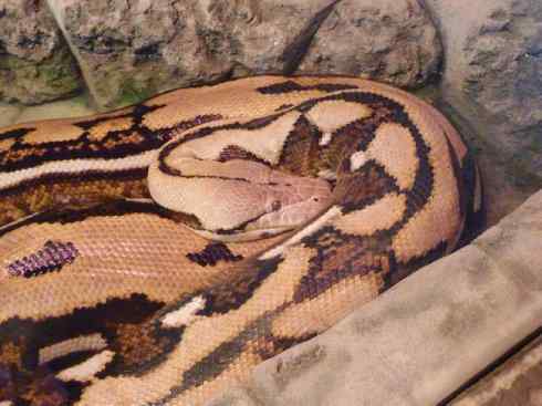 龙：传说的兽原型探秘（蟒蛇类）