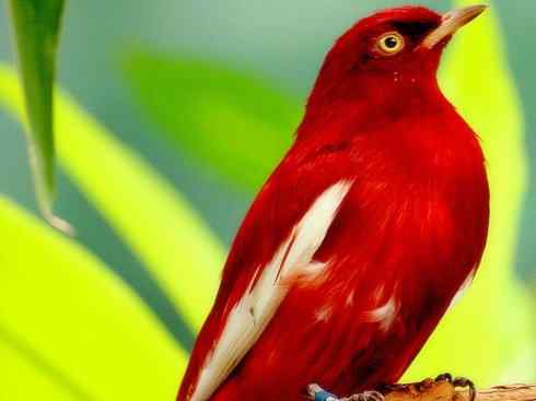 极品红色鸟类:深红紫伞鸟