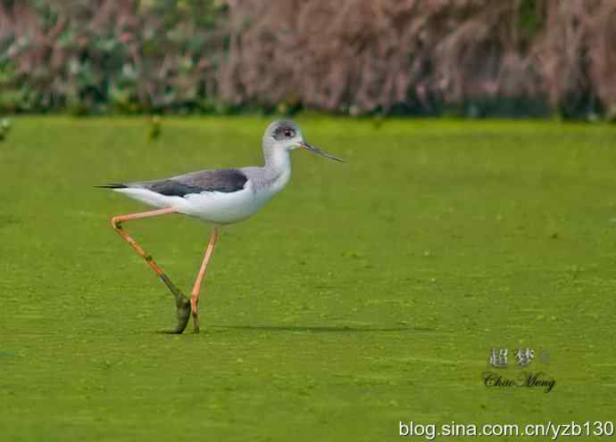 亭亭玉立的花季少女鈥斺斆劳瑞郑ㄗ橥迹10张图片）