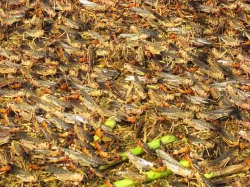 自然奇观：动物大迁徙(东亚飞蝗）