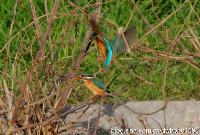 小翠儿过节踩蛋忙