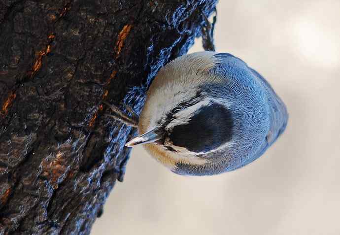 北京植物园赏鸟（五），黑头（组图）