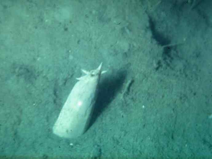 鱼类活化石：盲鳗