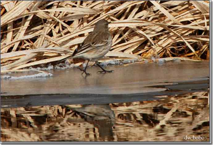 野鸭湖猛禽-红隼、短耳鸮、毛脚鵟
