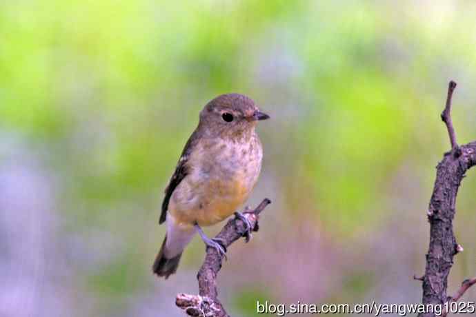 雌性白眉姬鹟（16）