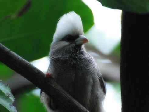 白头鸟系列：另类的美丽6