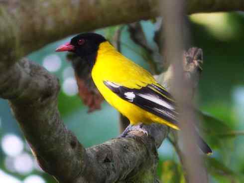 美丽无罪:雀鸟之朱鹂 美丽无罪:雀鸟之朱鹂