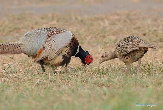 雄风大雉争欢斗勇