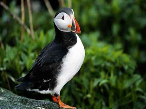 奇特的盔：角嘴海雀