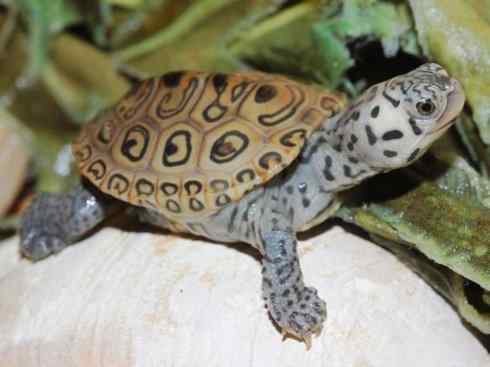 玄武：传说的兽原型探秘（水龟）