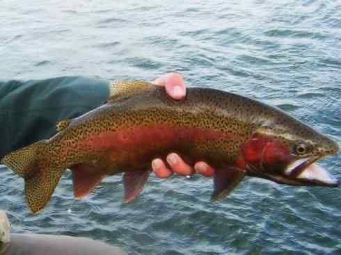 自然奇观:动物大迁徙(大马哈鱼) 自然奇观:动物大迁徙(大马哈鱼)