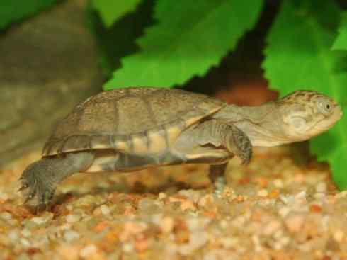 玄武：传说的兽原型探秘（侧颈龟类）