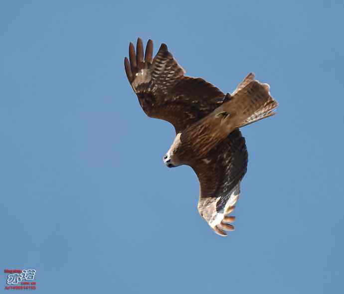 官厅水库&nbsp;wbr路&nbsp;wbr金秋十一猛