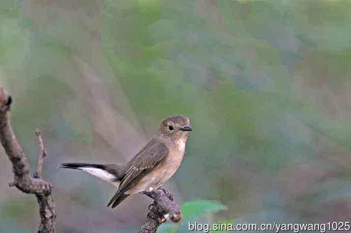 秋天的红喉姬鹟(1) 秋天的红喉姬鹟(1)