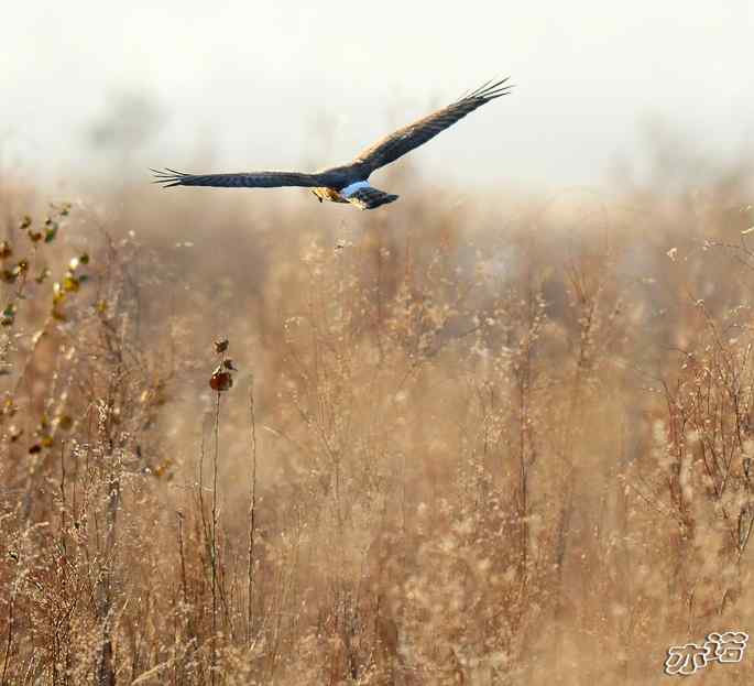 官厅水库 wbr路 wbr四种猛禽 官厅水库 wbr路 wbr四种猛禽
