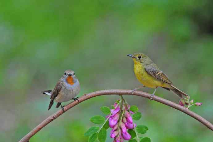 红喉姬鹟与绿背姬鶲