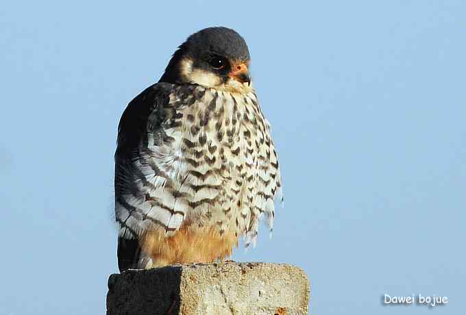 草原的几只猛禽