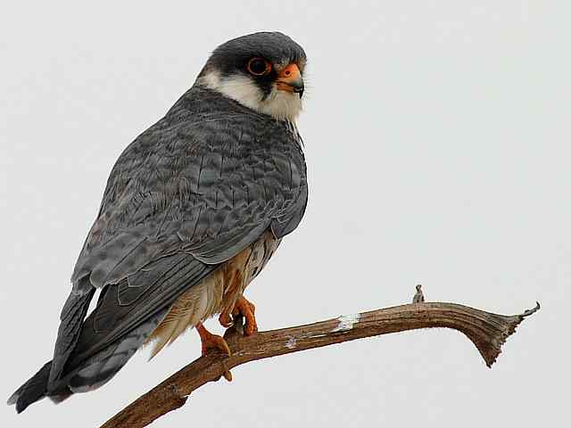 野鸭湖：阿穆尔隼与普通燕鸻