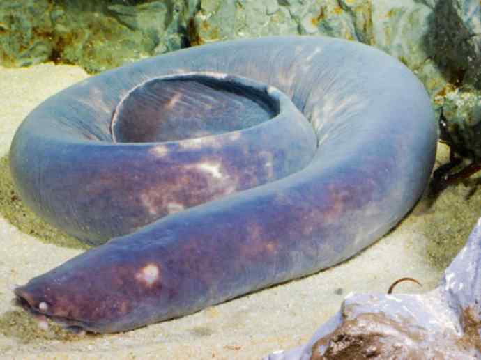 鱼类活化石：盲鳗