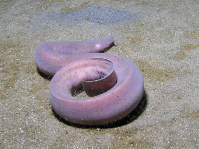 鱼类活化石：盲鳗