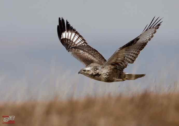 达里湖&nbsp;wbr路&nbsp;wbr大鵟