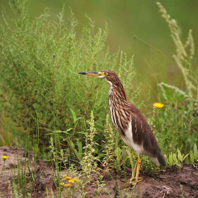 绿色——生态版池鹭