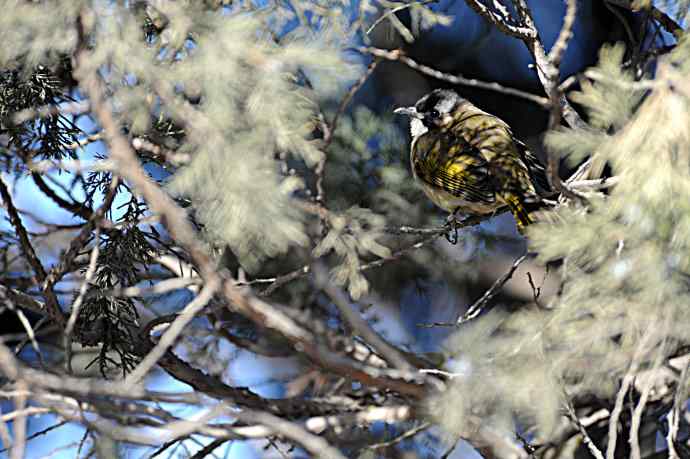 柏树丛中的小鸟