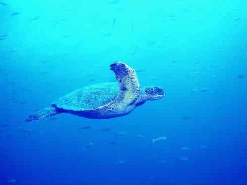 玄武:传说的兽原型探秘(平胸龟) 玄武:传说的兽原型探秘(平胸龟)