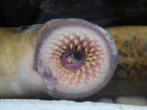 鱼类活化石：背眼七鳃鳗