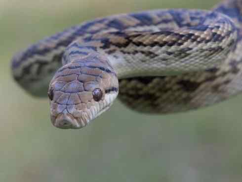 龙:传说的兽原型探秘(树蟒类) 龙:传说的兽原型探秘(树蟒类)