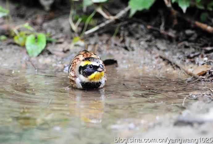 雄性黄喉鹀（5）