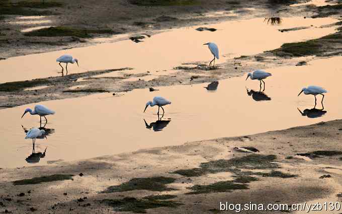 湿地的早晨（组图）
