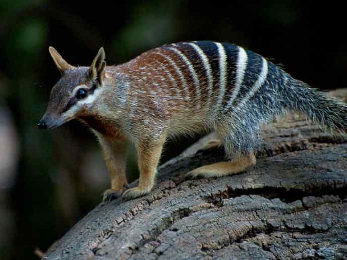 盘点十二大著名食蚁动物:袋食蚁兽 盘点十二大著名食蚁动物:袋食蚁兽