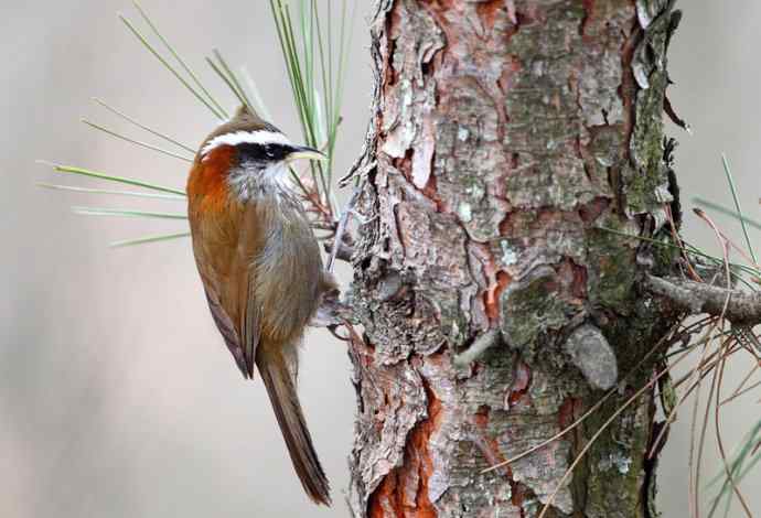 洋县两天观鸟，秦岭如此美妙！