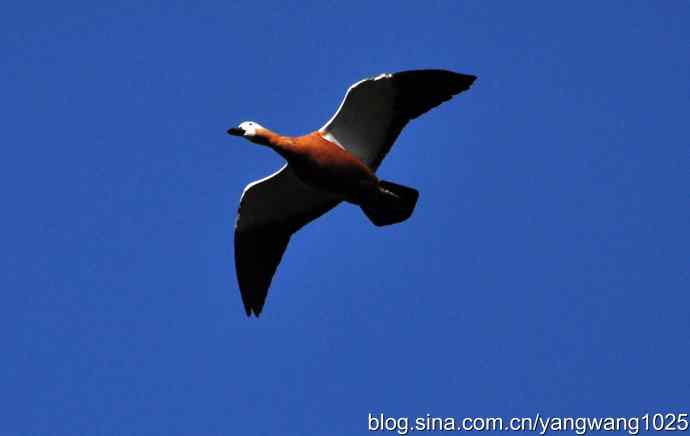 飞 wbr（赤麻鸭） wbr1