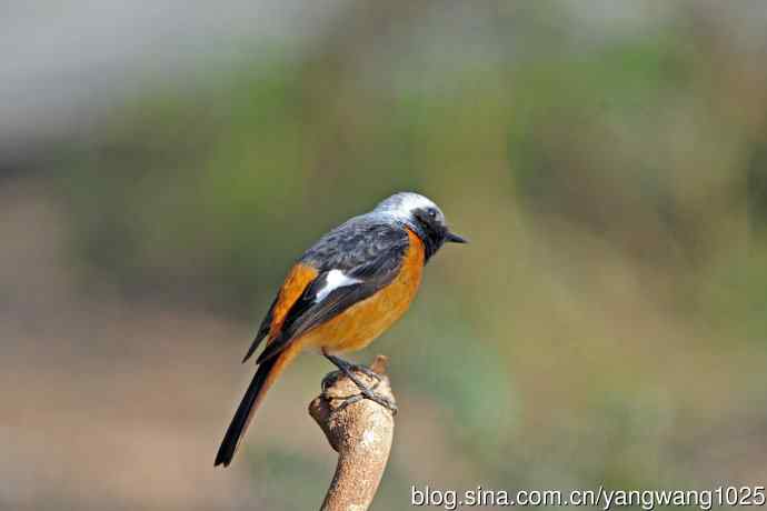 雄性北红尾鸲（30）