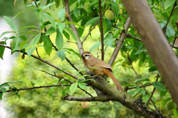 在成都记录白颊噪鹛