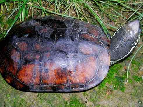 玄武:传说的兽原型探秘(潮龟) 玄武:传说的兽原型探秘(潮龟)