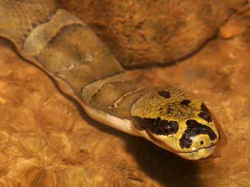 龙：传说的兽原型探秘（水蛇类）