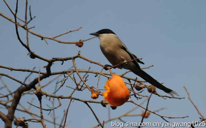 北京动物园的鸟类——谁爱吃柿子？（喜鹊）