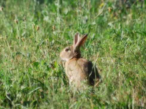 动物世界：山寨还是原创之十