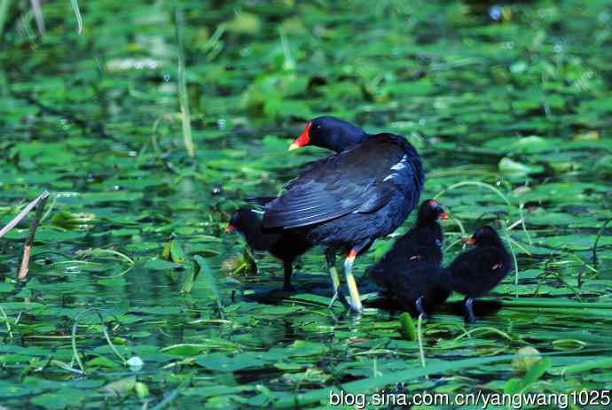 妈妈与宝宝（黑水鸡）