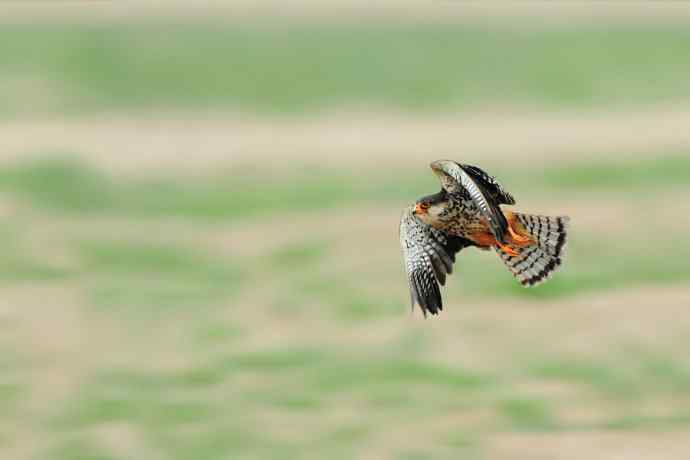 周末野鸭湖（自然摄影）