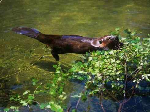 美人鱼：传说的兽原型探秘（海牛）