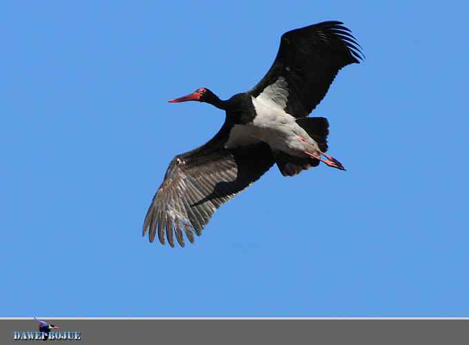 蓝天鹳影 蓝天鹳影
