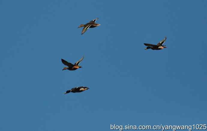 飞 wbr（雁） wbr1