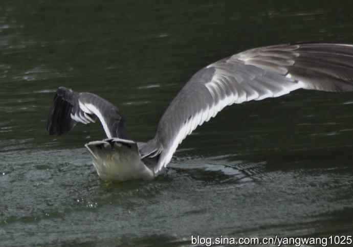 海鸥（抓拍）