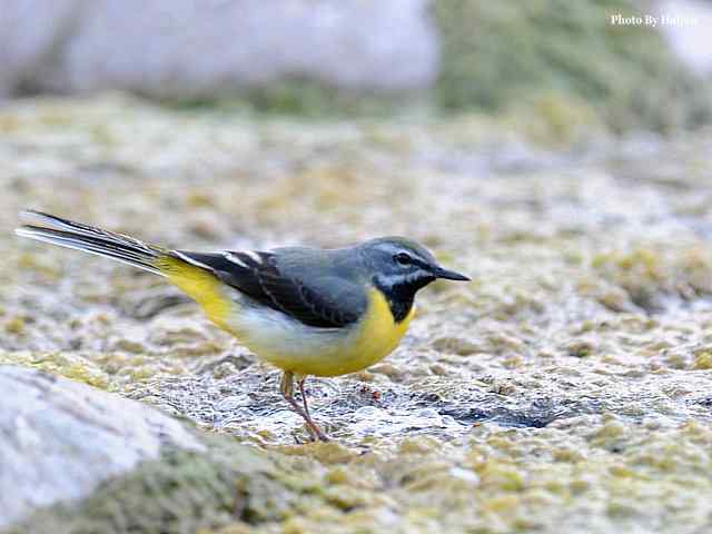 房山十渡(灰鹡鸰) 房山十渡(灰鹡鸰)