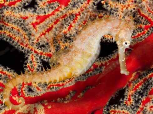 鱼类活化石：匙吻鲟科